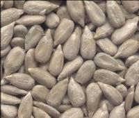 sunflower kernel