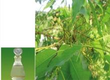 eucalyptus oil