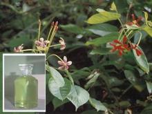 Star Anise Oil