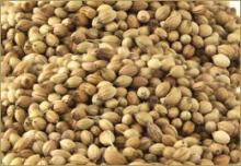 Coriander