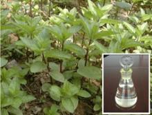 Wormwood oil