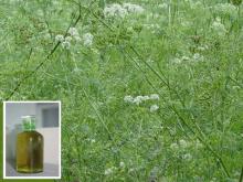 Angelica oil/Angelica seed oil
