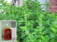 basil oil