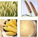 food grains,agro food,sugar,cane molasses,salt,ethanol,