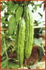 Bitter Melon P.E.