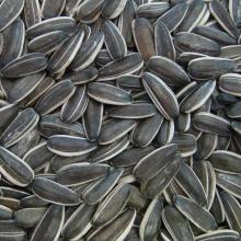 Sunflower seeds