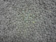 Lentils