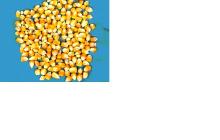 Yellow Corn