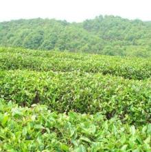 Green Tea Seed Oil