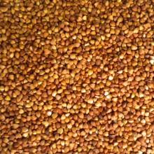 Roasted Buckwheat Kernel