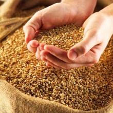 Wheat export from Russia