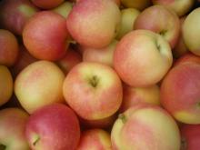 red gala apple