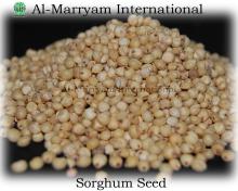 Sorghum Seed