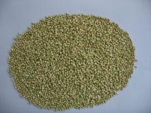 Good qualityBuckwheat kernel