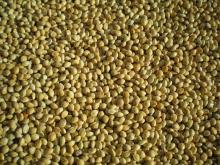 Yellow millet