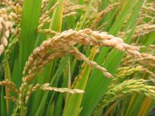 Thai Rice