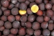 Black mustard seed (Brassica nigra)
