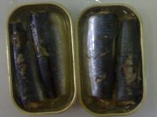 Canned Mackerel in Can