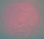 VIETNAMESE RICE FLOUR