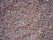 sorghum