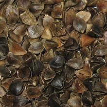 Buckwheat hulls