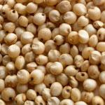 Sorghum