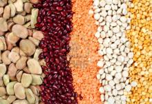 Yellow peas of Russian or Ukrainian origin