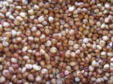 red sorghum