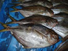butterfish liliana ms 21food
