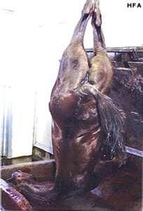 Great quality horse meat