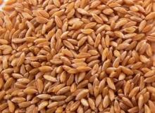 wheat