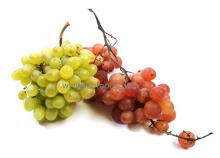 Grape Juice Concentrates