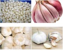 garlic and garlic powder