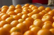 Golden berry,Uchuva