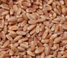 Wheat soft for milling and feed