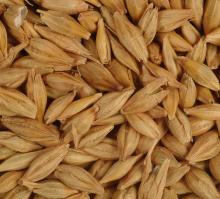 Barley for feed