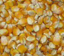 Corn yellow