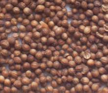 Coriander