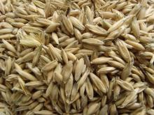 Oat