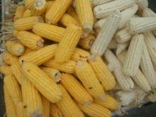 Yellow and white corn