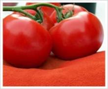 Dehydrated Tomato Powder