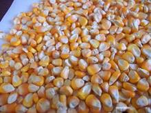 yellow corn/maize