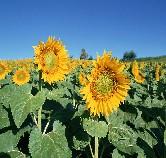 sunflower oil