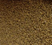 Green Millet