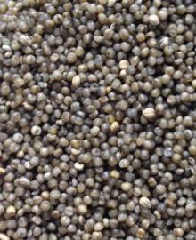 Black Millet