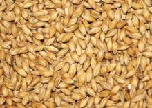Grade 2 feed Barley for sale