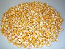 Yellow Corn & Yellow Maize