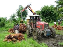 PAMLOIN / PALM OIL FROM MALYSIA