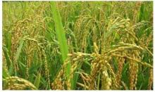 natural ferulic acid