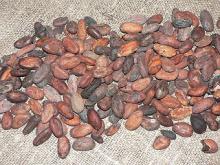 Cocoa beans, Cocoa powder